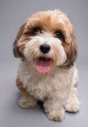Finnick - Khoa's dog
